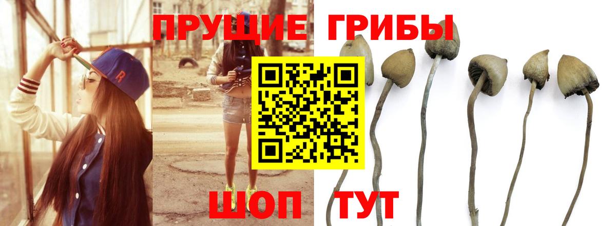 Псилоцибиновые грибы GOLDEN TEACHER Чайковский